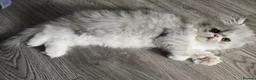 Persian cats for sale: Persian Kittens Extreme Punch Face – Bi-Color GCCF - Advert 12