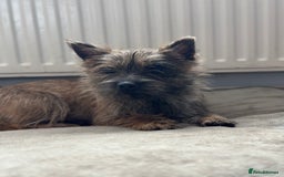 Cairn Terrier dogs for sale: Female Cairn Looking For New Home - Advert 3