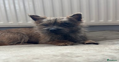 Cairn Terrier dogs Female Cairn Looking For New Home - Advert 2