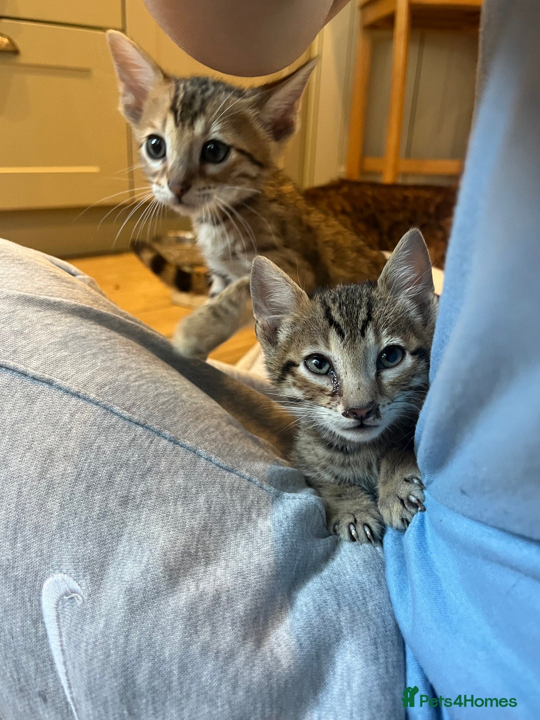 Bengal cats for sale: Bengal cubs for sale  - Image 14