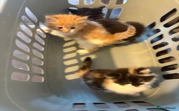 Mixed Breed cats for sale: 5 beautiful fluffy kittens  - Image 3