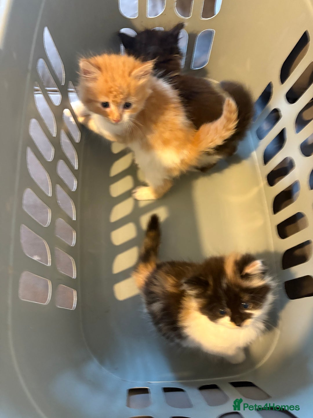 Mixed Breed cats for sale: 5 beautiful fluffy kittens  - Image 3