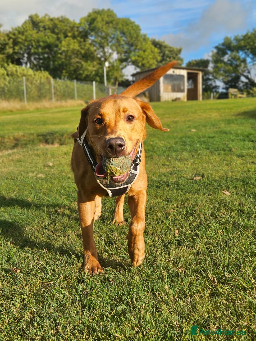 Labrador Retriever dogs for stud: Stud Fox Red Lab - Advert 2