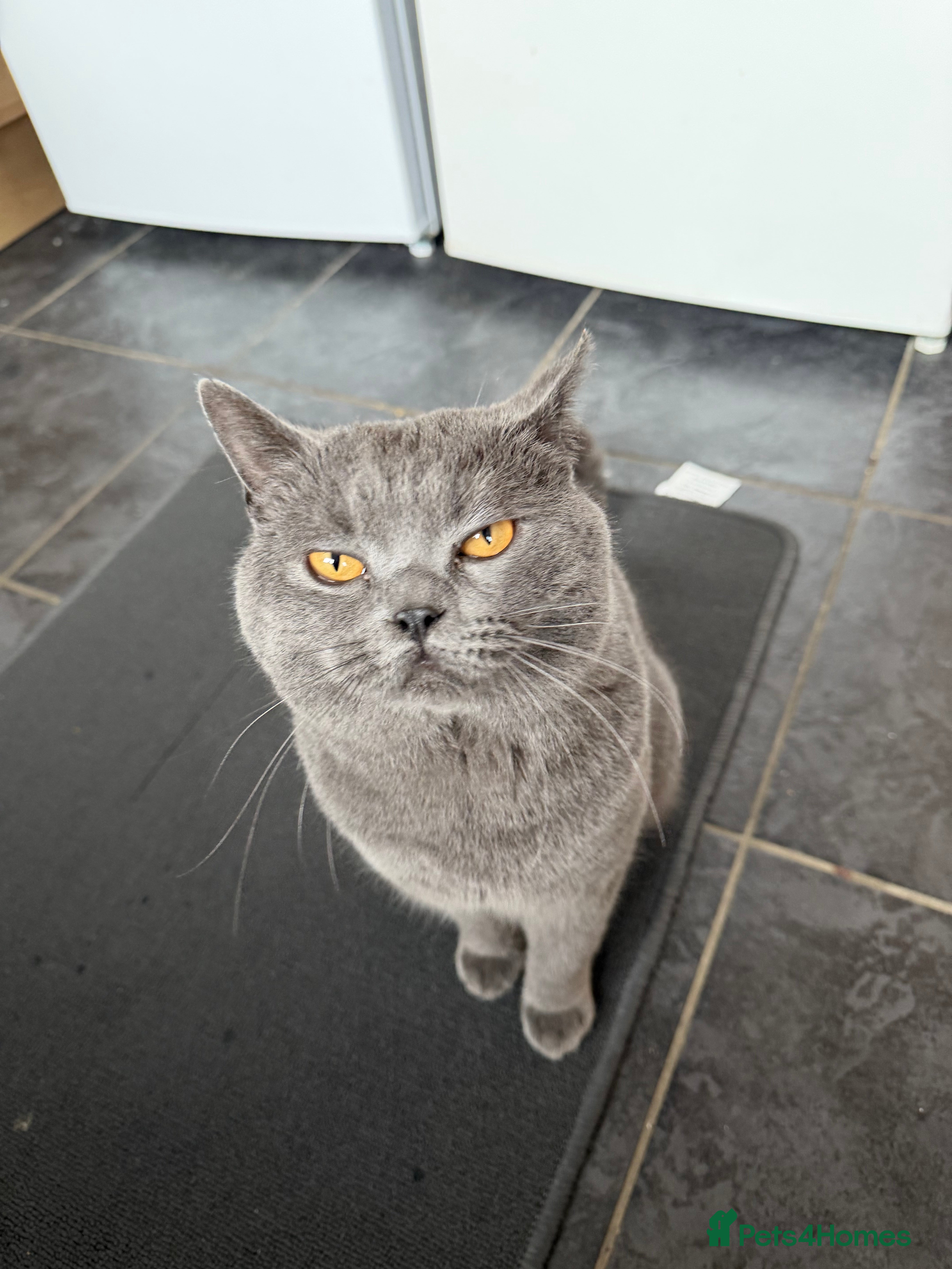 British Shorthair cats Beautiful Blue British Short Hair Male in Nottingham - Advert 1