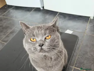 British Shorthair cats Beautiful Blue British Short Hair Male in Nottingham - Advert 1
