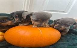 Dachshund dogs for sale: 6 beautiful dachshund puppies  - Image 25