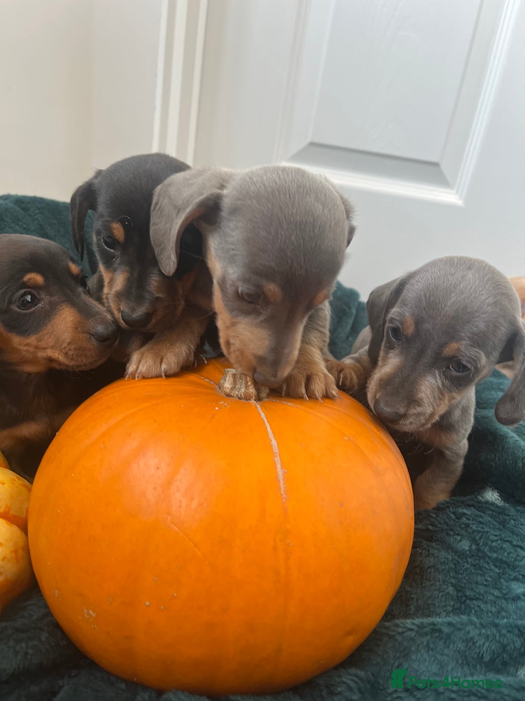 Dachshund dogs for sale: 6 beautiful dachshund puppies  - Image 25