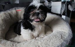 Shih Tzu dogs for sale: SHIH TZU GIRL and BOY PUPPIES TRICOLOUR READY NOW - Image 9