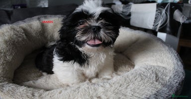 Shih Tzu dogs - Advert 6