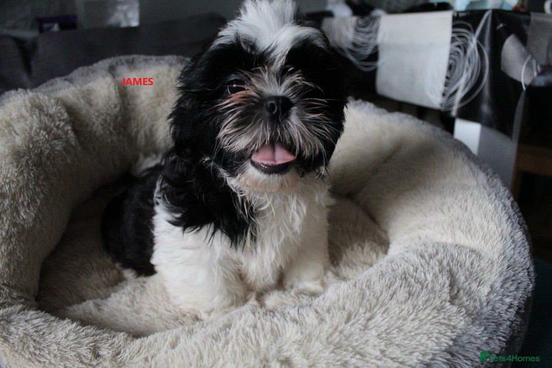 Shih Tzu dogs for sale: SHIH TZU GIRL and BOY PUPPIES TRICOLOUR READY NOW - Image 9