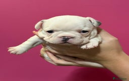 French Bulldog dogs for sale: French Bulldog Puppies – Ready 1st December! 💙 🐾 - Image 2