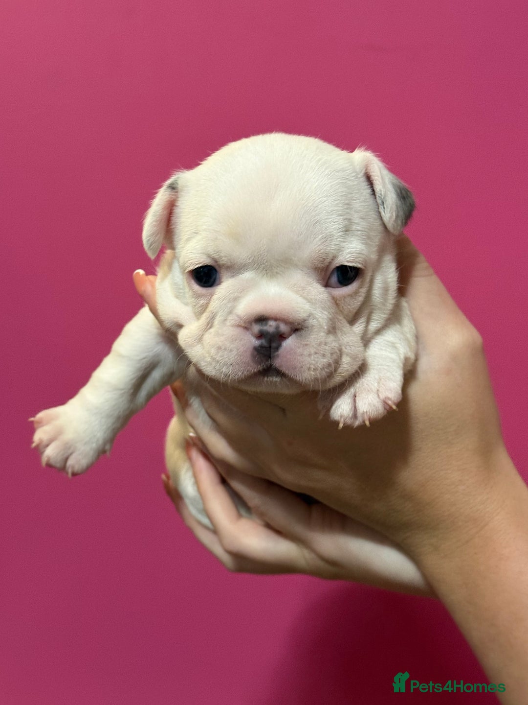 French Bulldog dogs for sale: French Bulldog Puppies – Ready 1st December! 💙 🐾 - Image 2