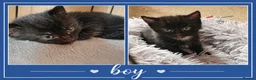 Mixed Breed cats for sale: 4 adorable kittens looking for a forever home - Advert 5
