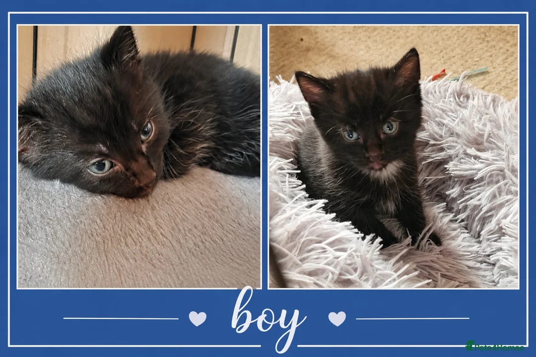 Mixed Breed cats for sale: 4 adorable kittens looking for a forever home - Advert 5