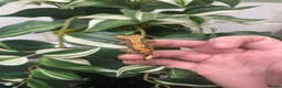 Gecko reptiles for sale: Crested Gecko Babies - Advert 6
