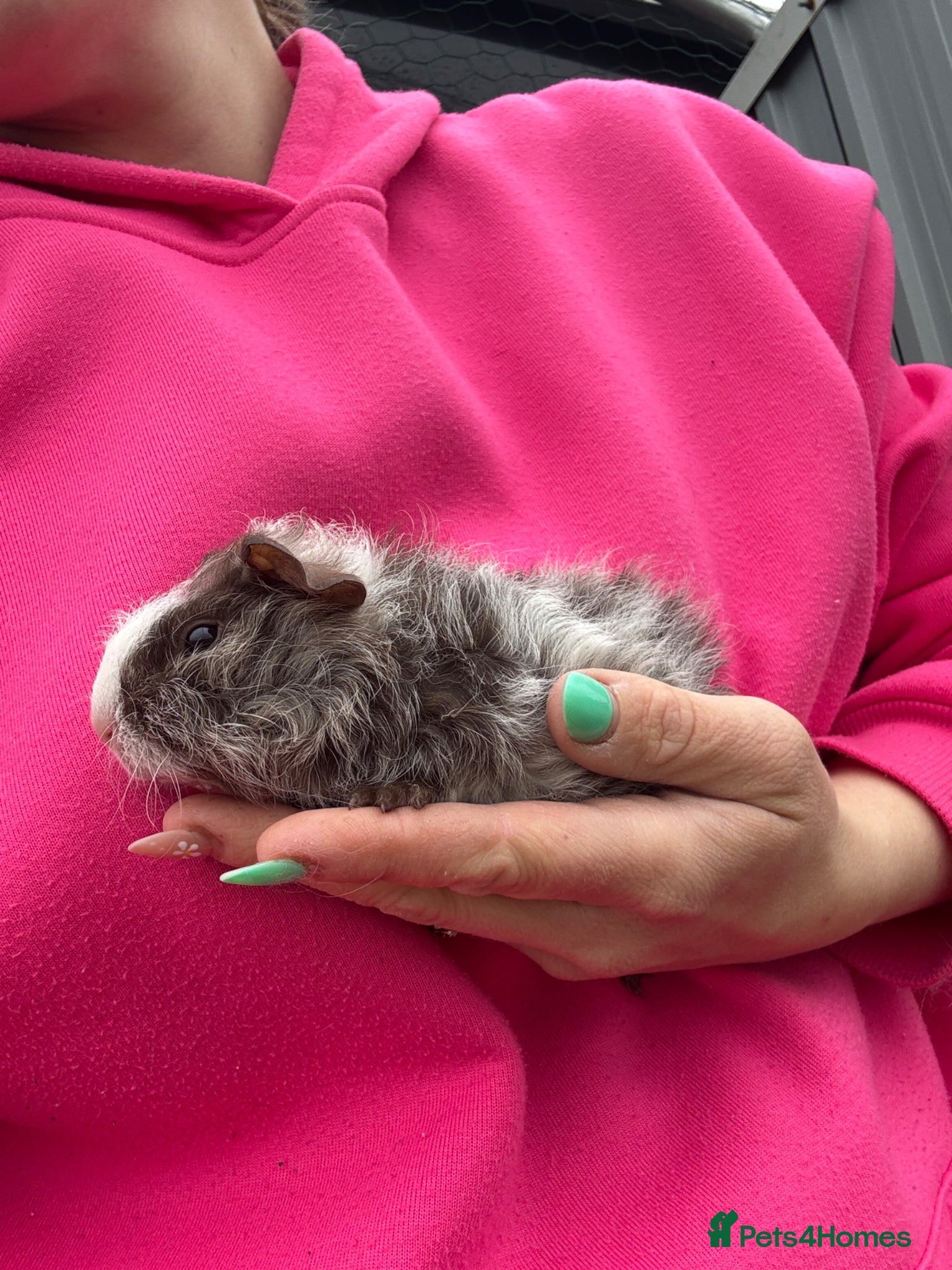 Guinea Pig rodents 1 little boy baby guinea pigs for sale ready now  - Advert 18