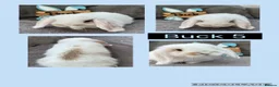 Mini Lop rabbits for sale: Pure bred Mini Lop Babies - Advert 5