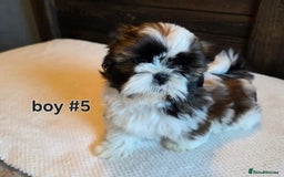 Shih Tzu dogs for sale: Few shih tzu's - Image 3