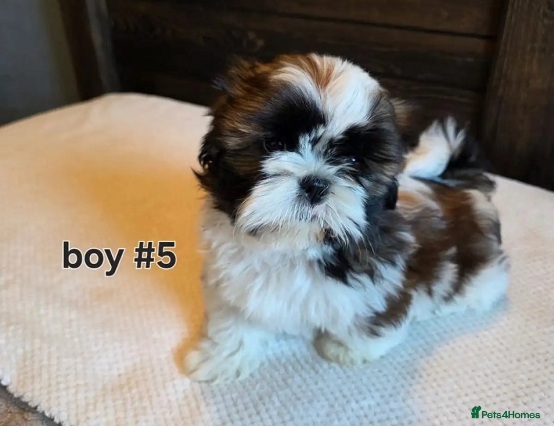 Shih Tzu dogs for sale: Few shih tzu's - Image 3