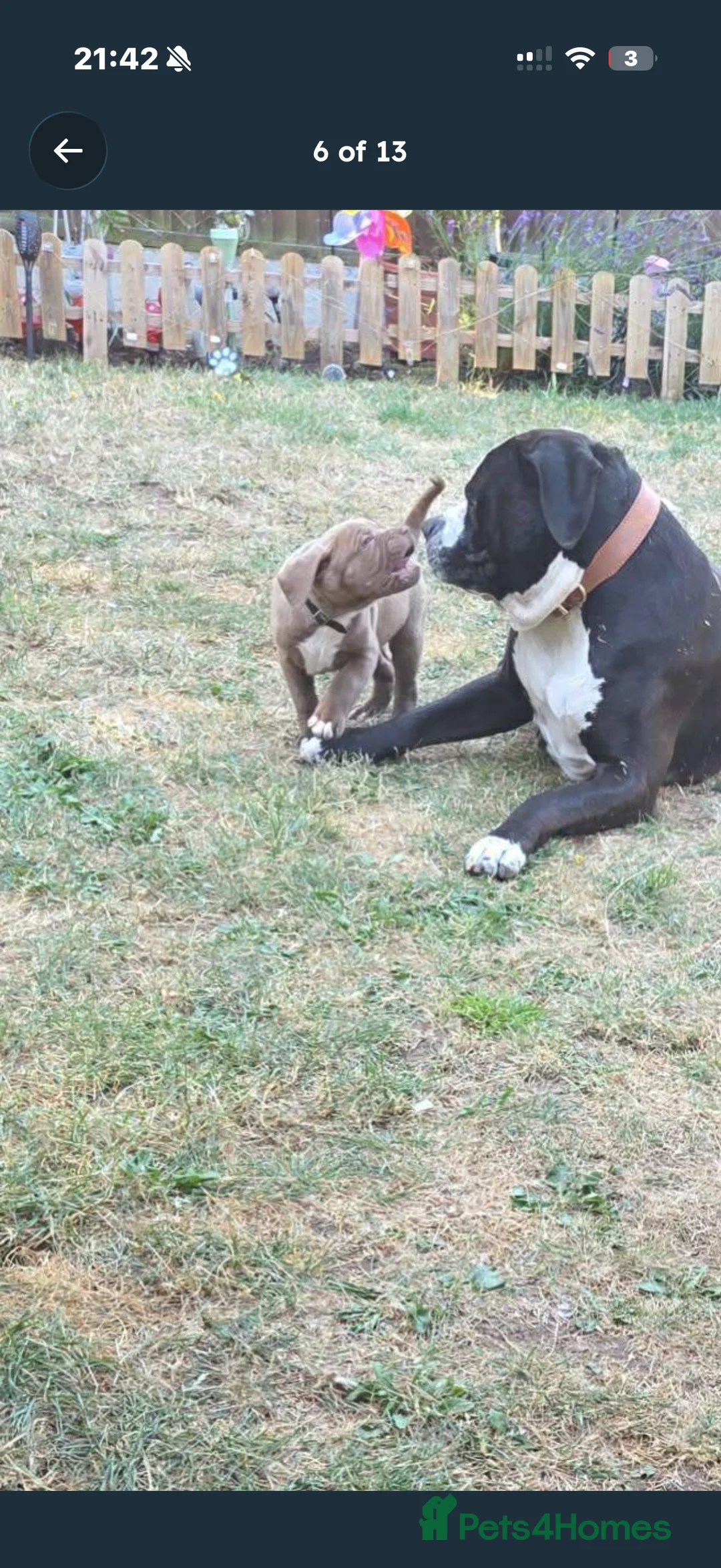 Mixed Breed dogs for sale: Cane corso x Dogue de bordeaux  in Birmingham - Advert 2