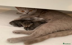 British Shorthair cats for sale: Beautiful British Shorthair Tabby Kittens  - Image 6