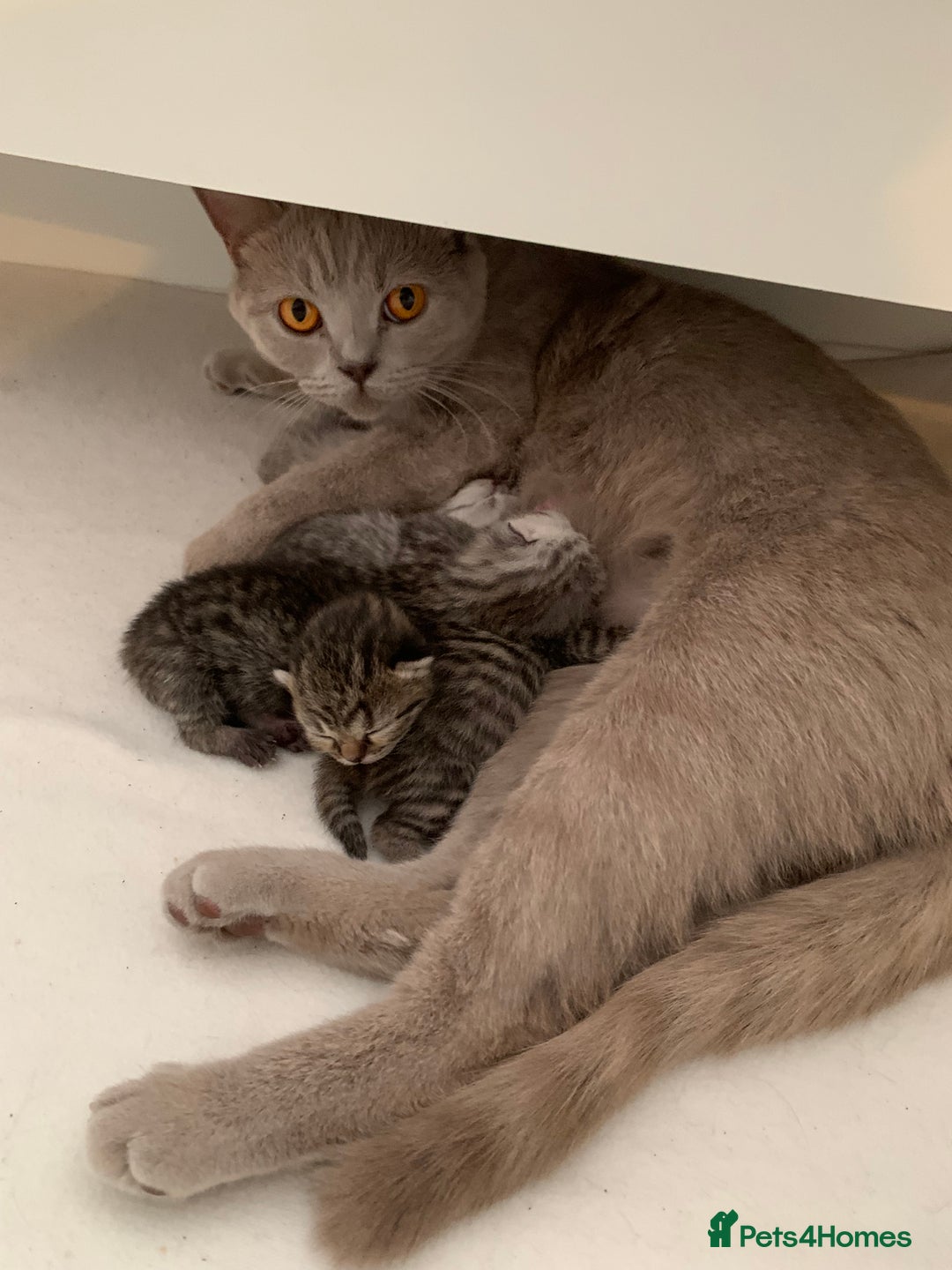 British Shorthair cats for sale: Beautiful British Shorthair Tabby Kittens  - Image 6