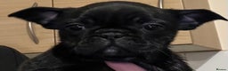Frug dogs for sale: Beautiful frug female  - Advert 8