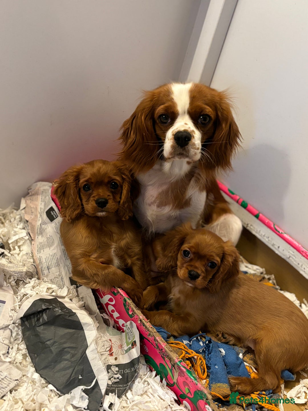 Cavalier King Charles Spaniel dogs for sale: 🐶KC REG, EXTENSIVELY HEALTH TESTED CAVALIER 🐶  - Advert 3