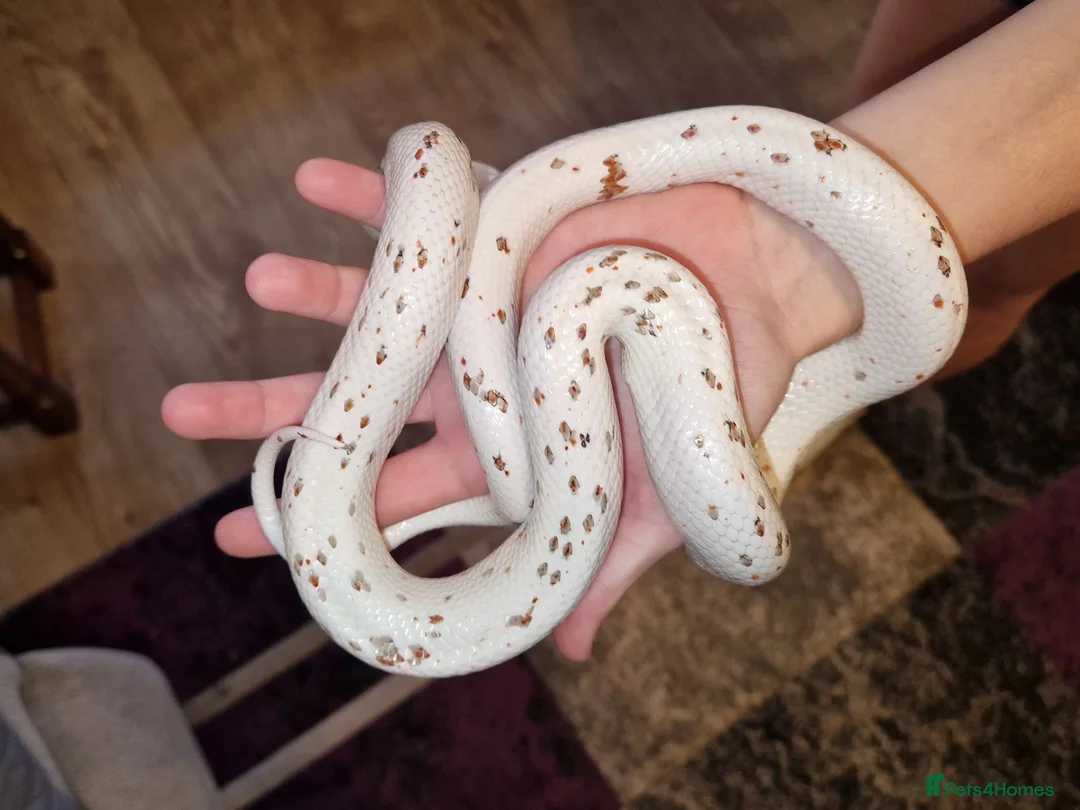 Corn Snake reptiles for sale: Female Palmetto Corn snake in Chester - Advert 2
