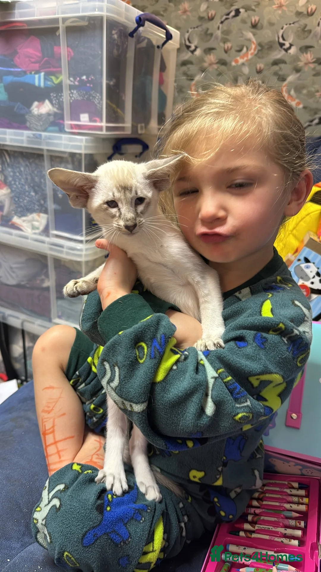 Oriental cats for sale: Siamese, Balinese and POLH bicolours - Advert 7