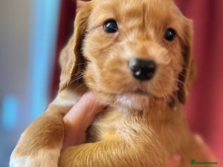 Cocker Spaniel dogs Working Cocker Spaniel pups for sale - Advert 2