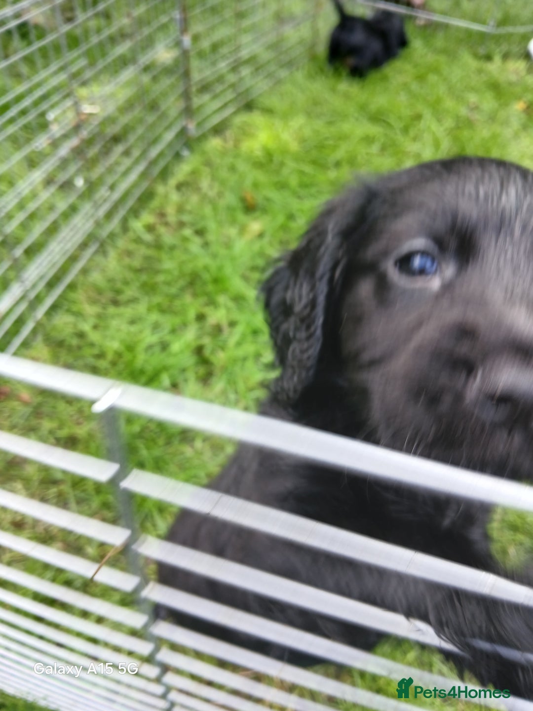 Cocker Spaniel dogs for sale:  Cocker spaniel puppies  - Image 20