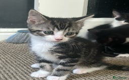 Domestic Shorthair cats for sale: Kitten  - Image 3