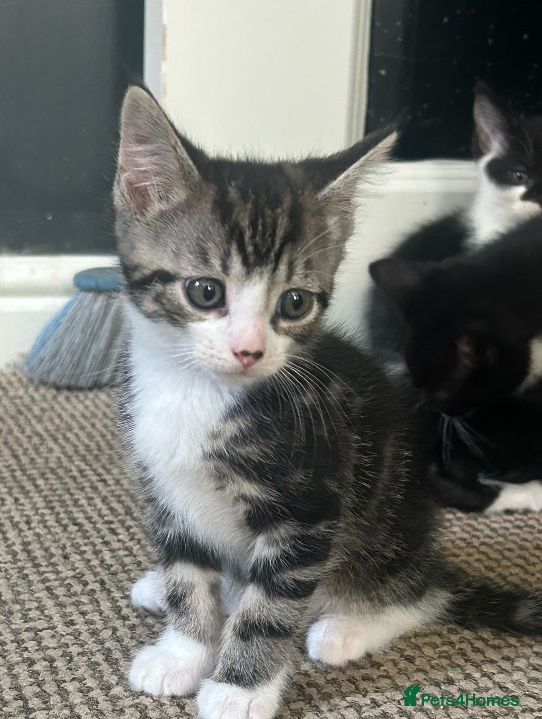 Domestic Shorthair cats for sale: Kitten  - Image 3