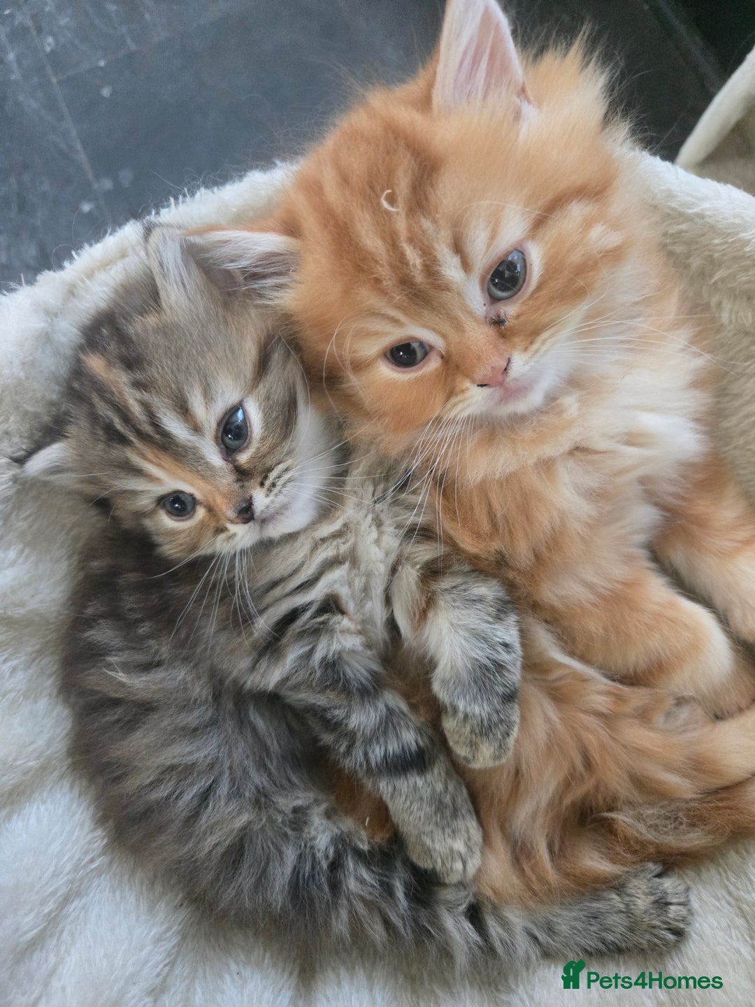 Persian cats for sale: Outstanding Full Persian Kittens for Sale - Image 26