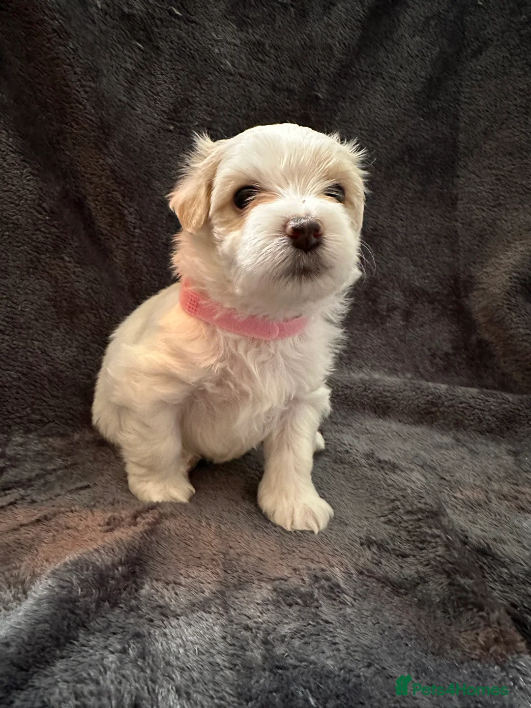 Bichon Frise dogs for sale: Adorable Bichon Frise Puppies - Advert 14