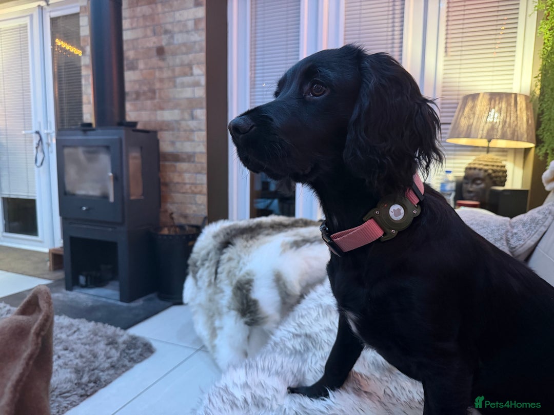 Sprocker dogs for sale: Sprocker 5 months old - Advert 8