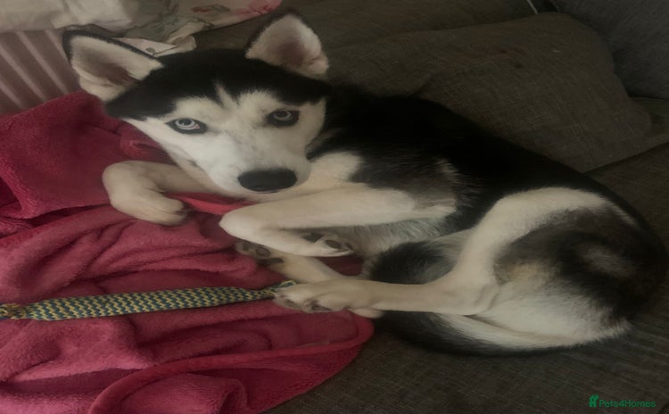 Siberian Husky dogs - Advert 2