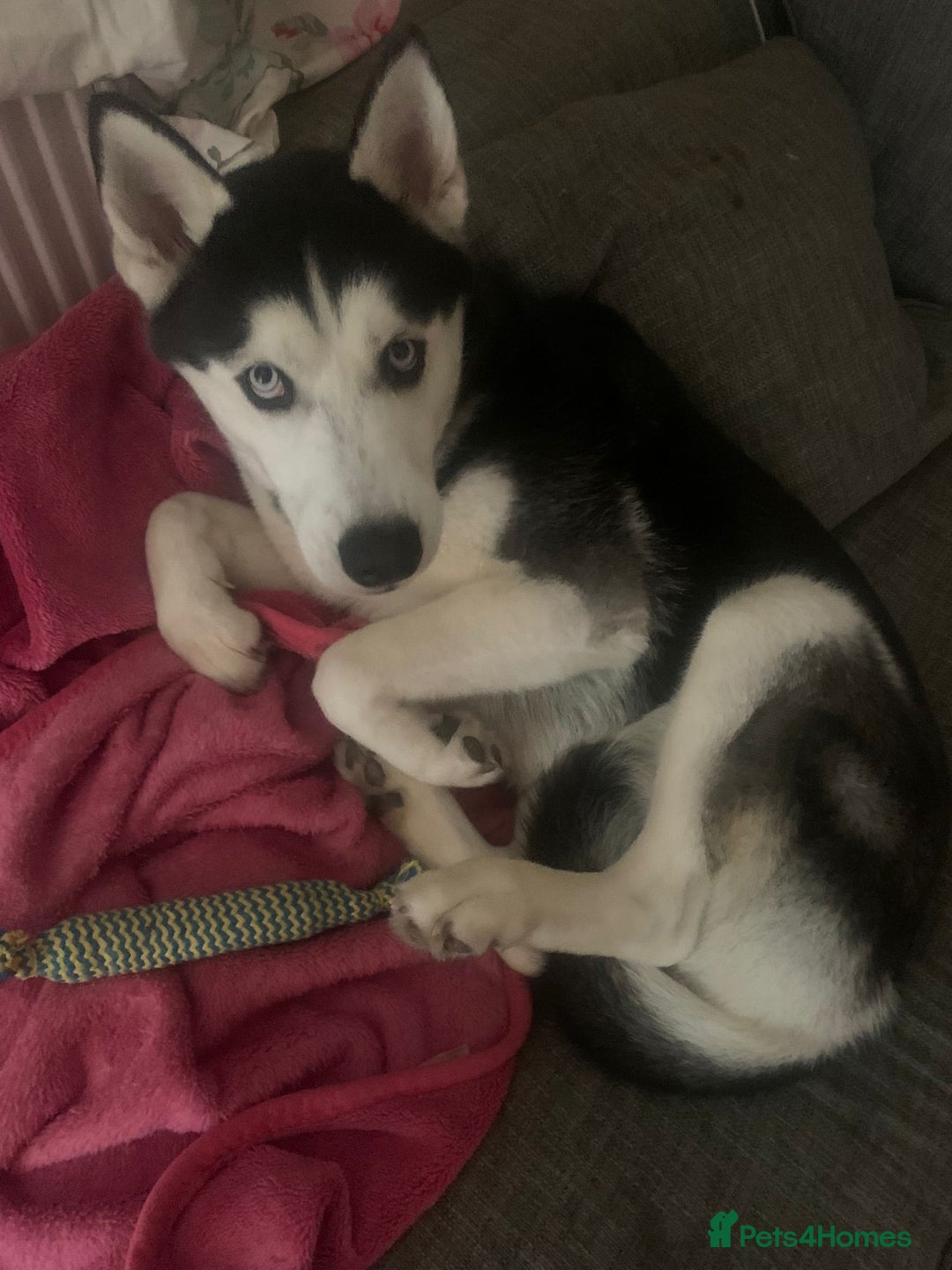 Siberian Husky dogs for sale: Husky - Image 1