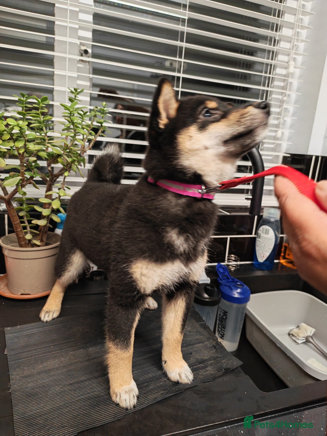 Japanese Shiba Inu dogs for sale: KC reg Japanese shiba inu puppies  - Advert 12