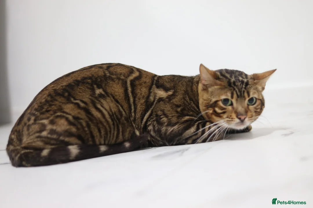 Bengal cats for stud: Sabor Russia Import Charcoal Carrier  - Advert 1