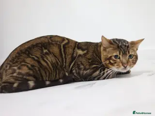 Bengal cats Sabor Russia Import Charcoal Carrier - Advert 6