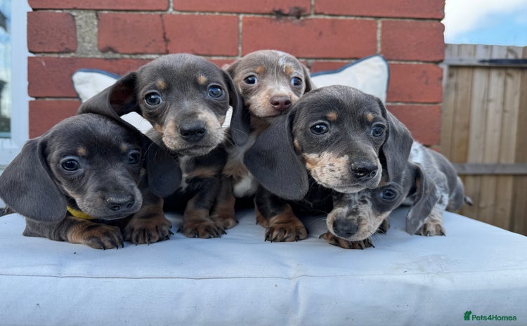 Miniature Dachshund dogs - Advert 1