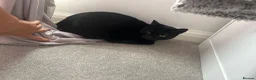 Domestic Shorthair cats for sale: Female cats - Advert 3