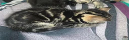 British Shorthair cats for sale: Lovely adorable Kittens FOR SALE Mixed Newquay  - Advert 23