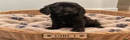 Cavapoo dogs for sale: 🐾🤍 STUNNING F1 CAVAPOO PUPPIES – READY NOW! 🤍🐾 - Advert 15