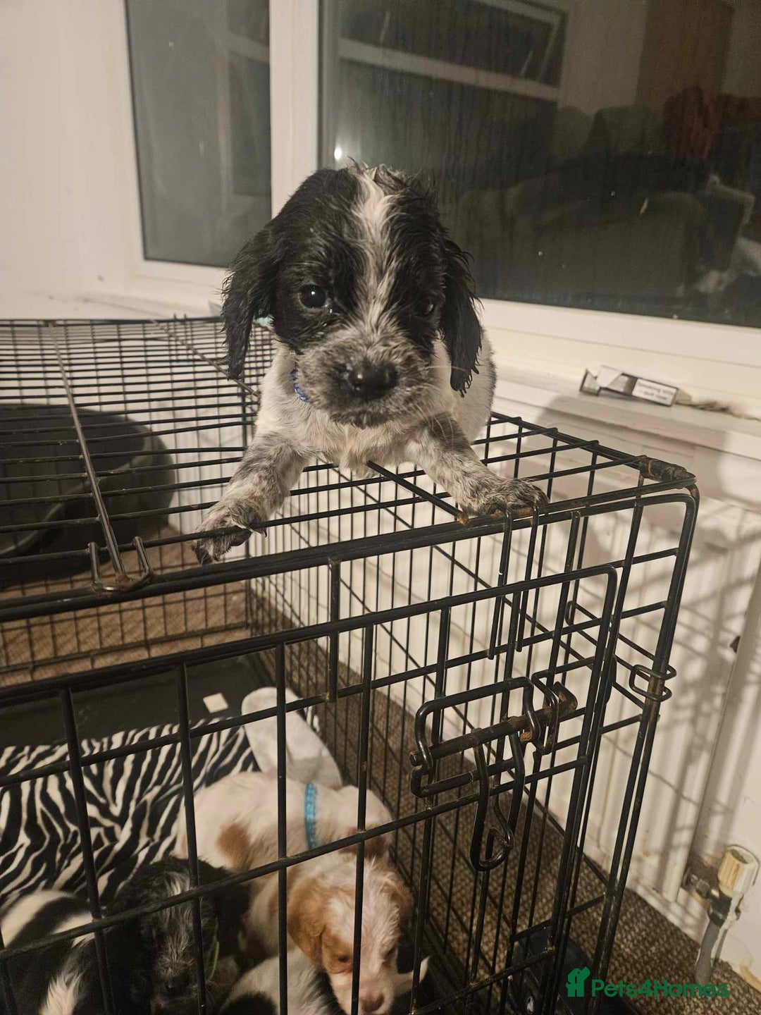 Cocker Spaniel dogs for sale: Cocka spaniel - Advert 18