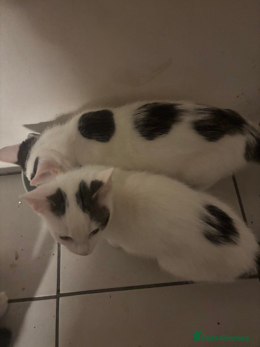 British Shorthair cats for sale: Kittens - Advert 3