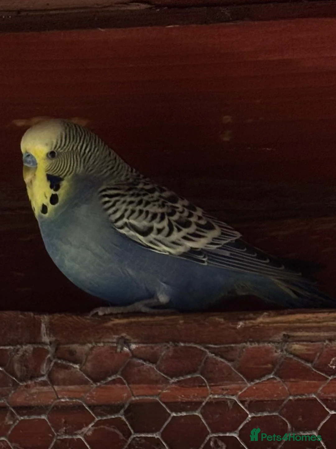 Budgerigars birds for sale: Male Blue Budgie for Sale - Advert 2