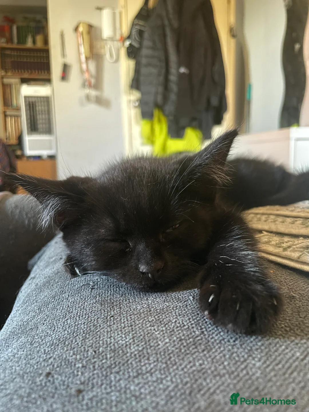 Mixed Breed cats for sale: 5 beautiful tortoiseshell+white and black kittens - Advert 3